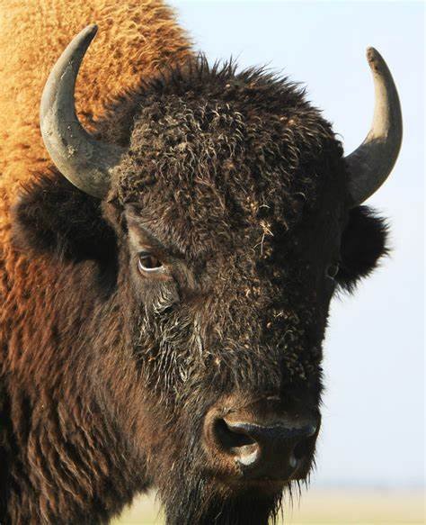 Montana Inspirations | Buffalo Checkered Knit Scarf | 100% Alpaca