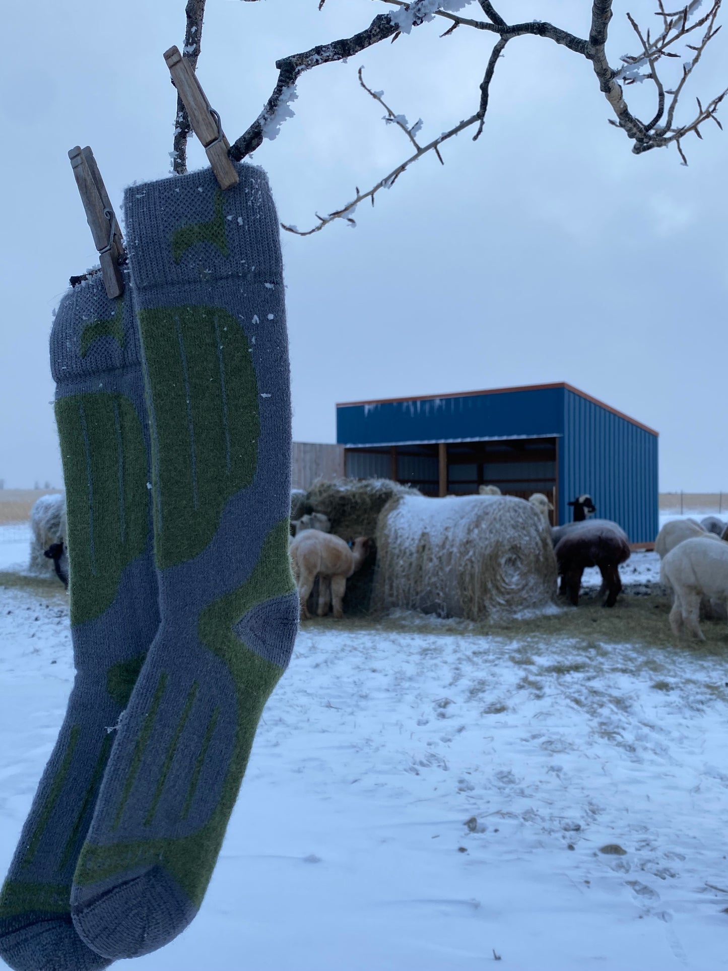 Alpaca Sock | Fun Outdoor