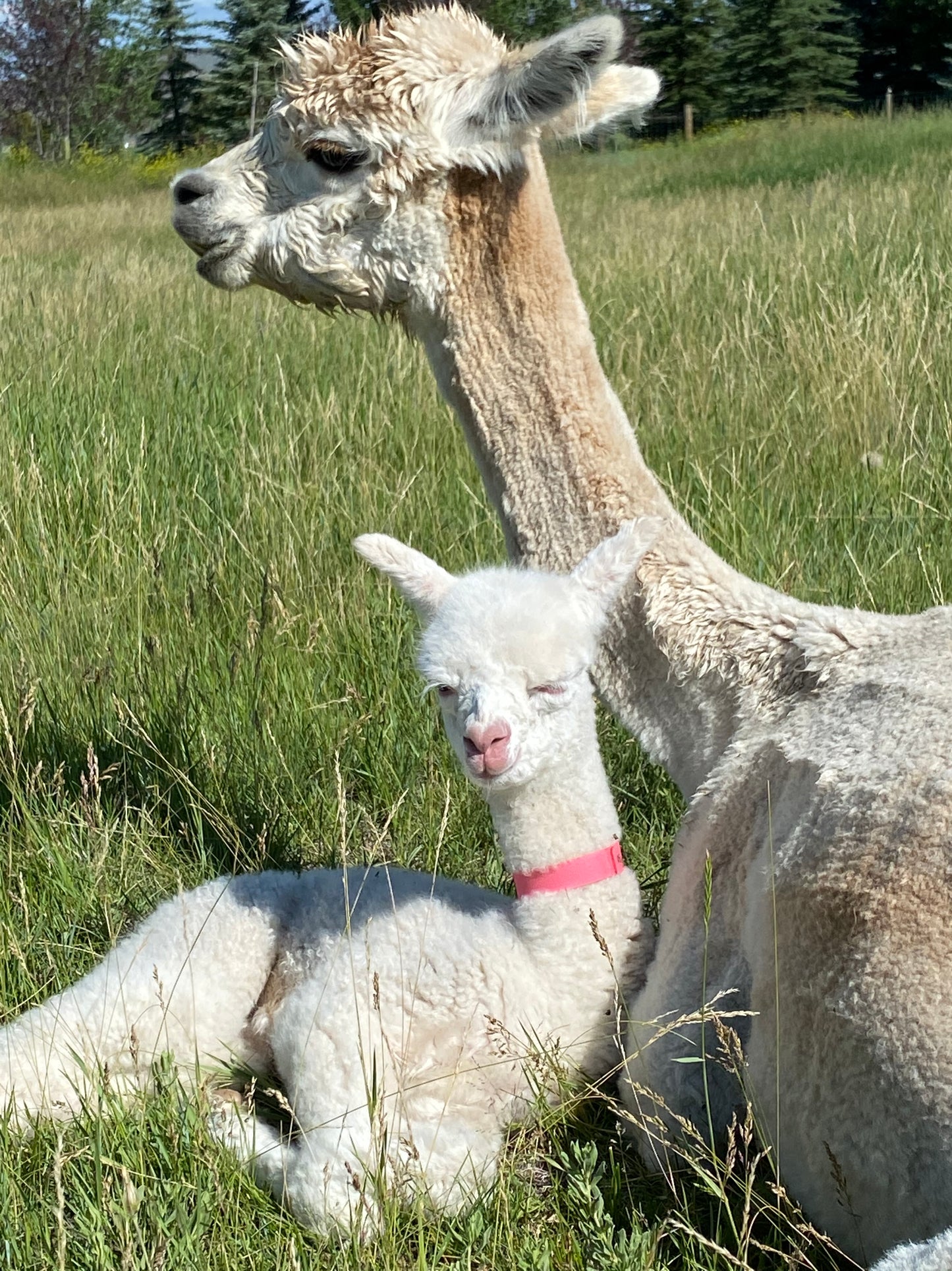 Donate | Alpaca Giving