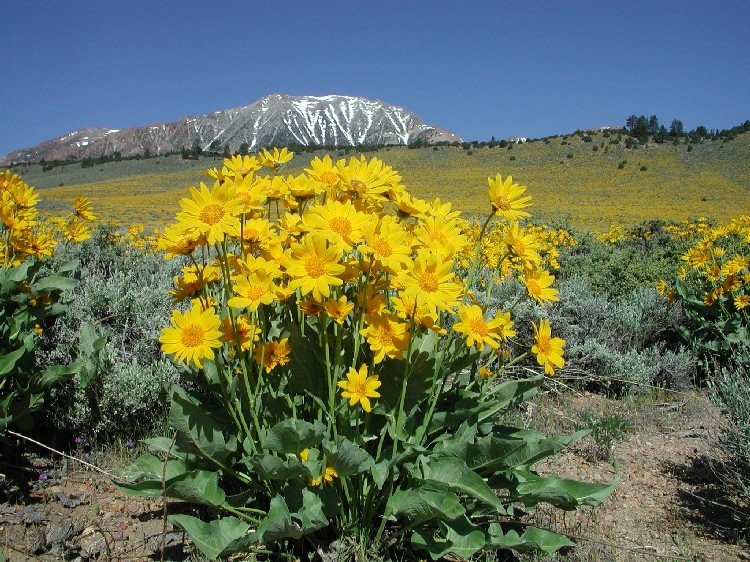 Montana Inspirations Scarf | 100% Alpaca | Balsamroot Wild Flower