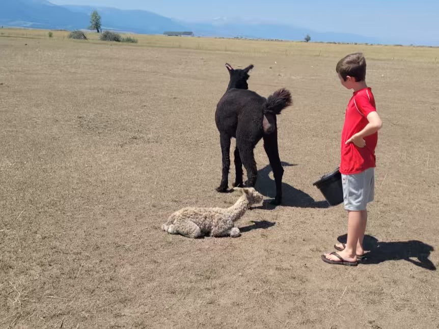 Growing Up Fast: How Baby Alpacas Change Over the Summer