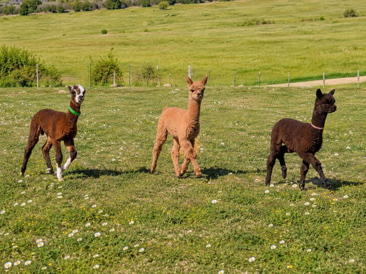 Why Baby Alpacas Love to Run and Play
