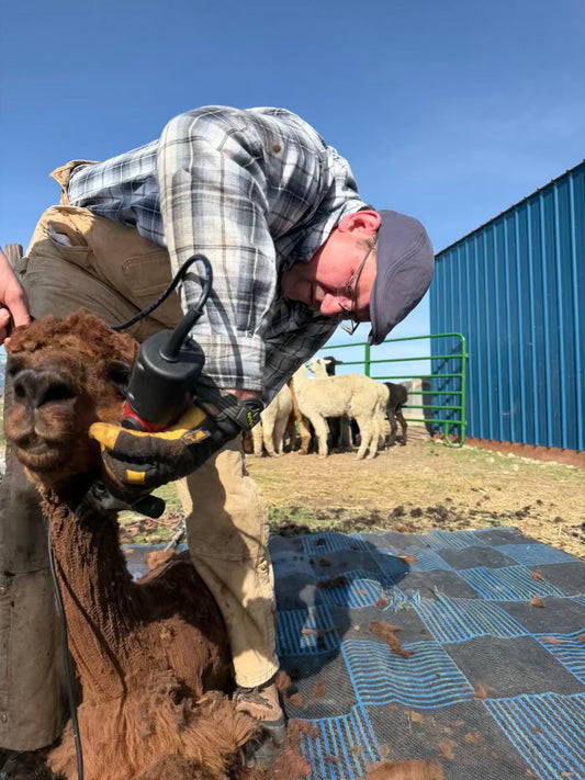 First Shearing Day at the Ranch