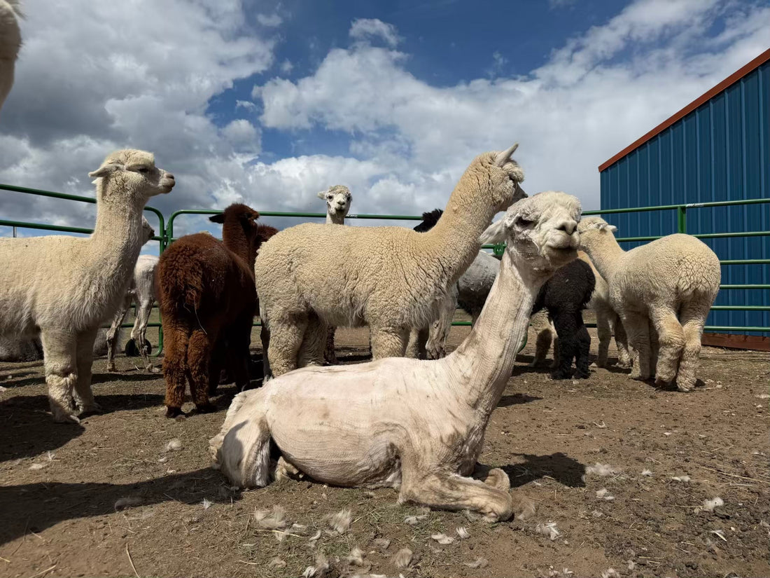 The Big Boys’ Turn for Summer Haircuts
