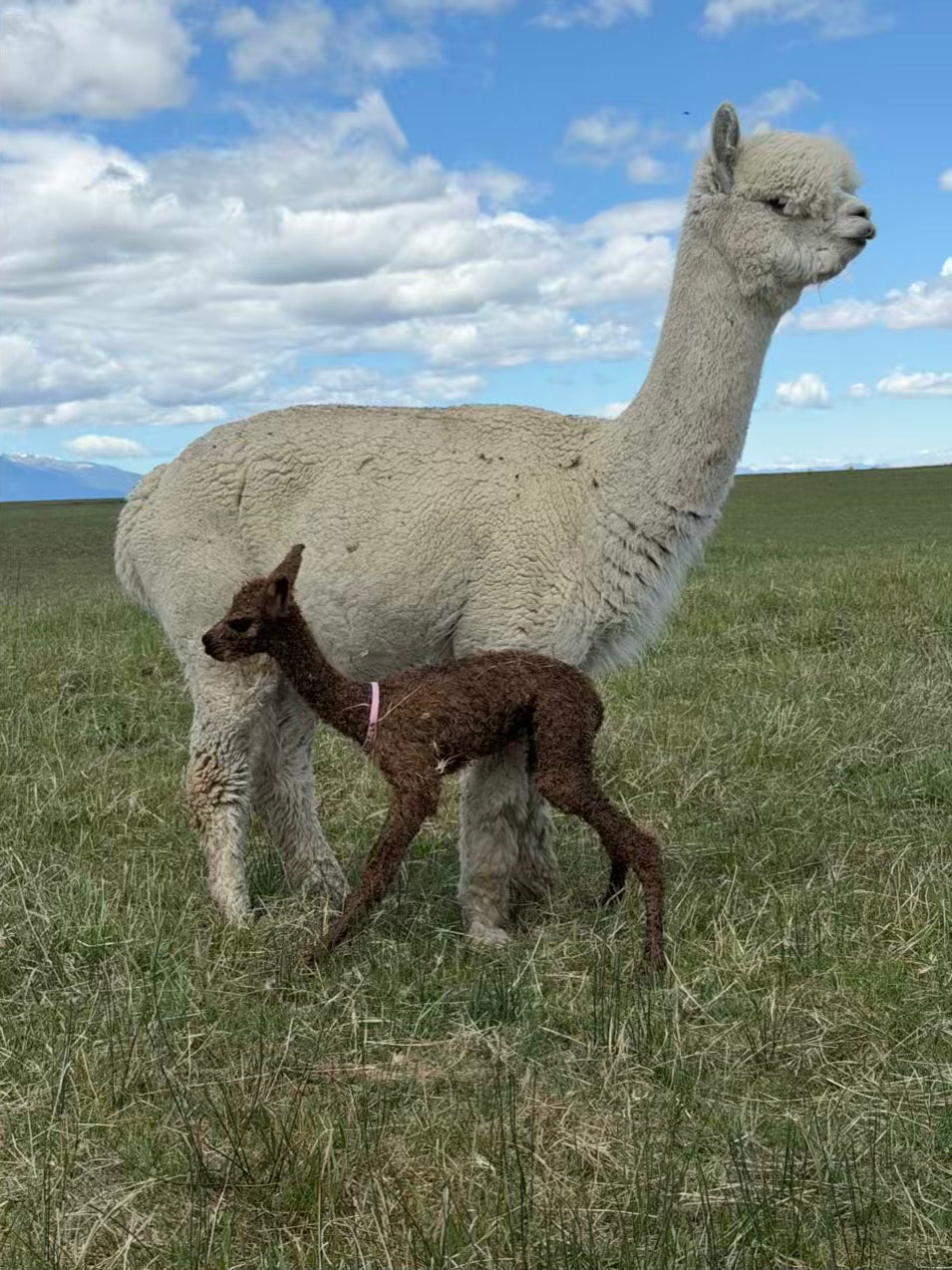 Our First Two Cria Have Arrived!