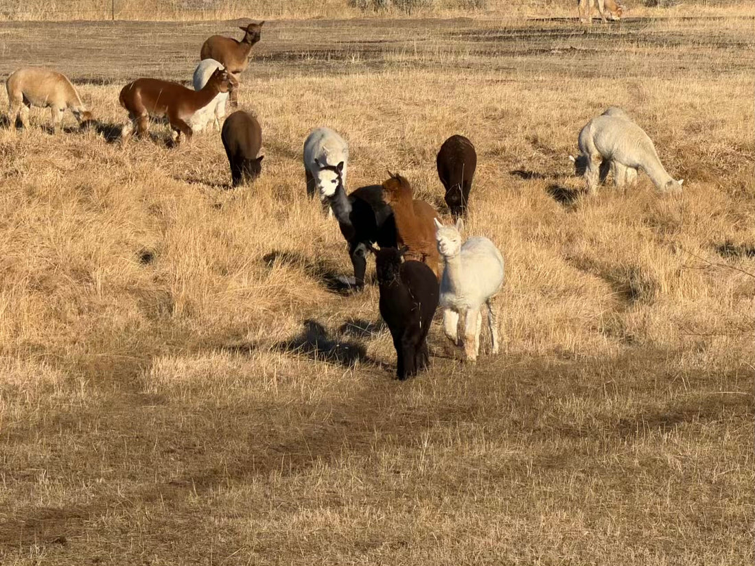 Pasture-Friendly by Design: Alpaca Feet in Action