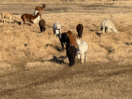 Pasture-Friendly by Design: Alpaca Feet in Action