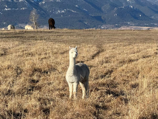 The Great Pasture Scan