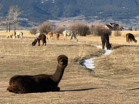 Montana’s Suspicious “Winter”