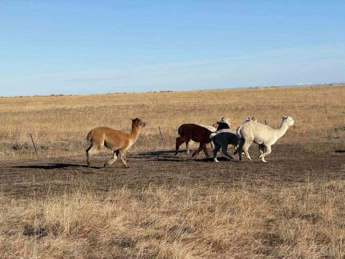 Longer Days, Happier Alpacas
