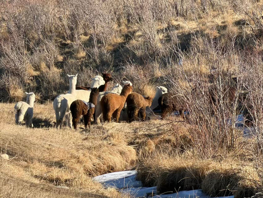 “Happy Chewing” in Early Spring