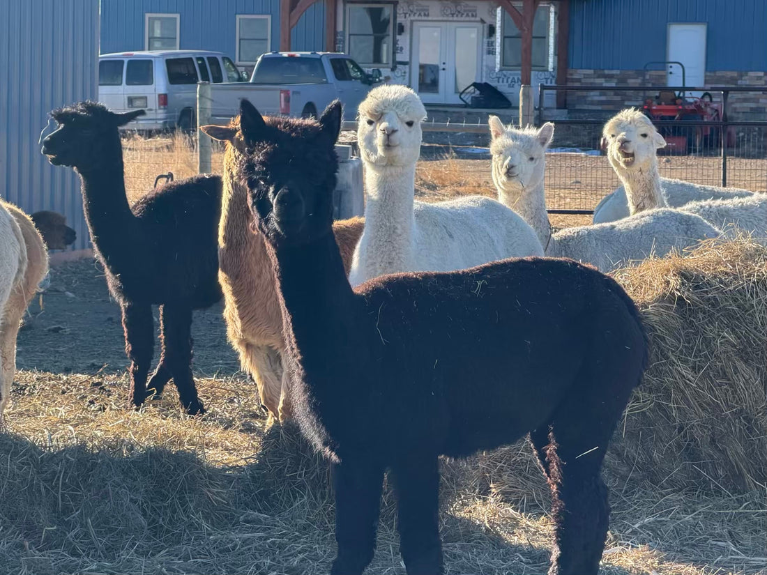 Hay Now, Grass Soon