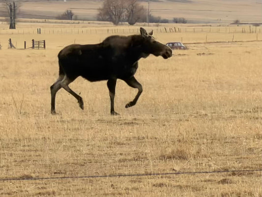 When a Moose Visits the Ranch