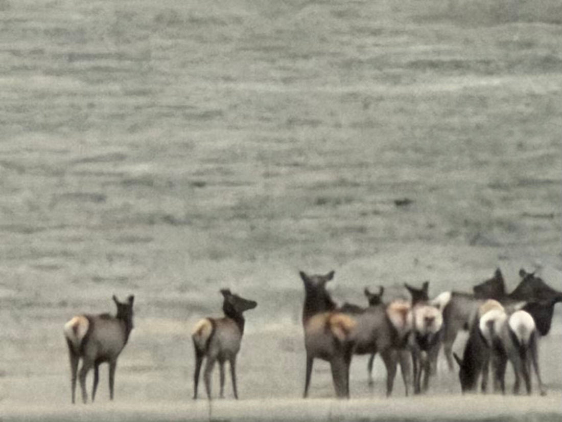 When a Herd of 20 Elk Came Through