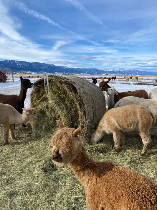 Winter Hay Time at the Ranch: Happy Chewing Season Begins