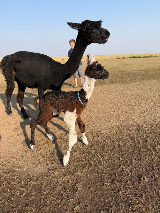 Another Beautiful Cria Has Arrived!