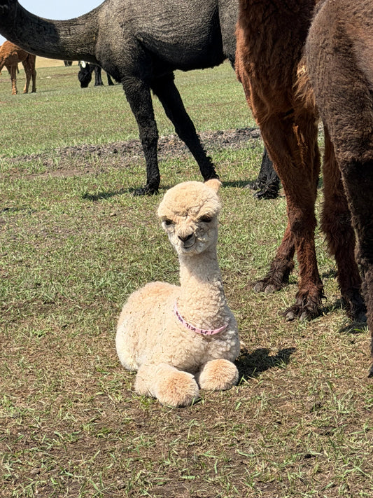 Two More Baby Girls Join the Herd