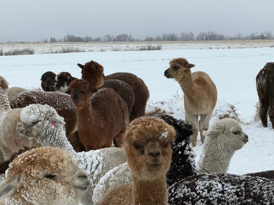 Five Inches of Snow and a Field Full of Fluff