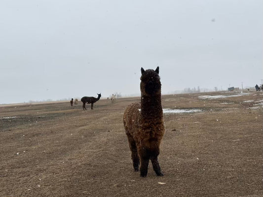 Rolling with the Seasons at AlpacaLand Montana