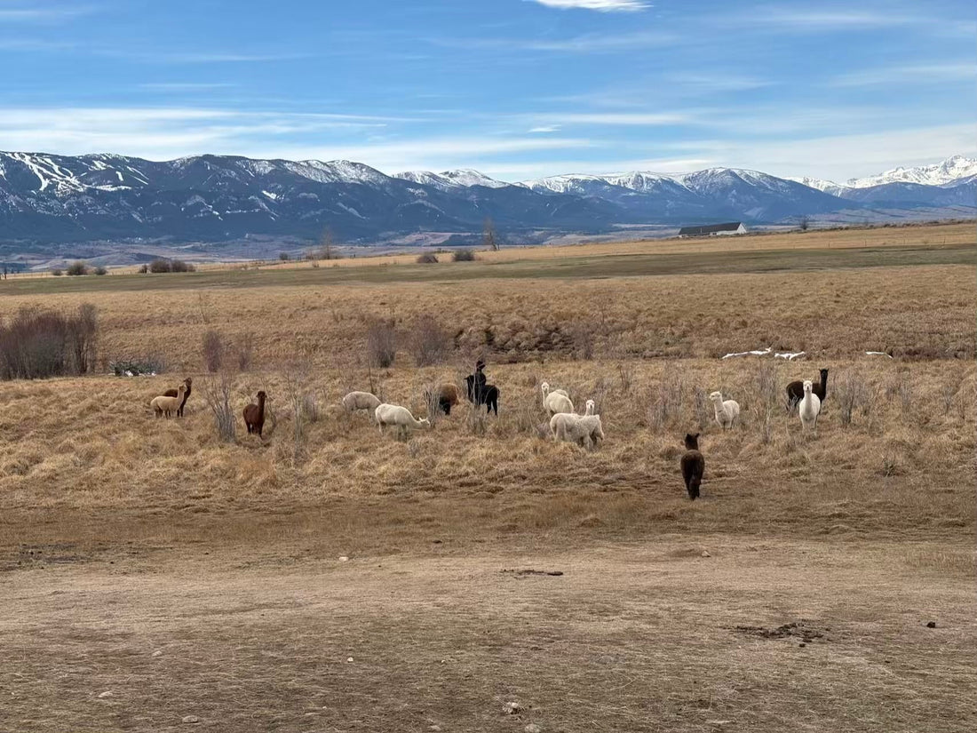 Sunshine Changes Everything: How Alpacas Wake Up in Spring