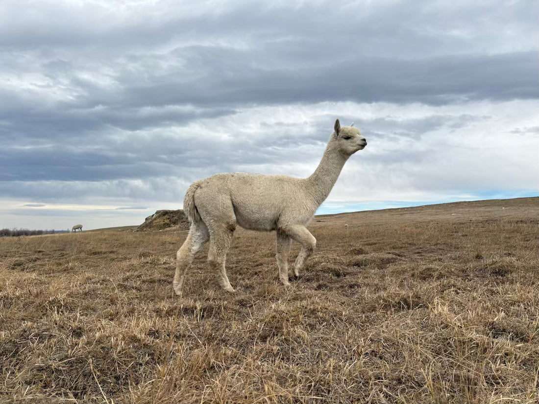 From Blizzard to Blue Skies: Alpacas and Montana’s Wild Welcome to Spring