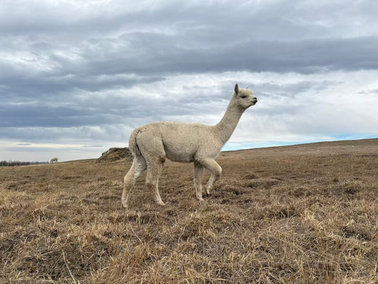 From Blizzard to Blue Skies: Alpacas and Montana’s Wild Welcome to Spring