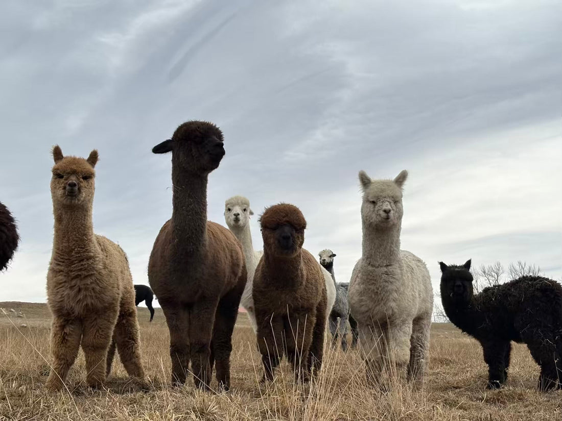 Winter Coats, Spring Days: What the Seasonal Shift Means for Alpacas