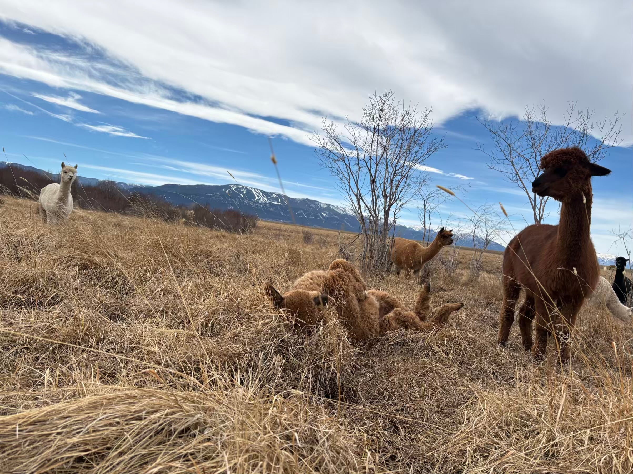 Discover how alpacas respond to warmer temperatures, longer days, and ...