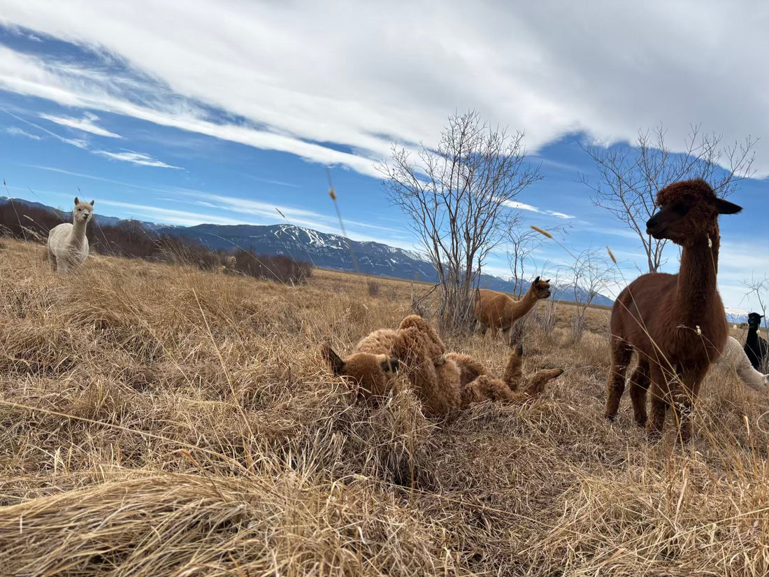 Discover how alpacas respond to warmer temperatures, longer days, and the first signs of green grass during spring at AlpacaLand Montana.
