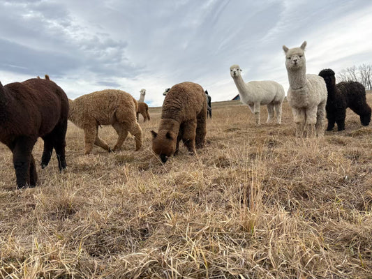 Why Alpacas Handle Weather Swings So Well