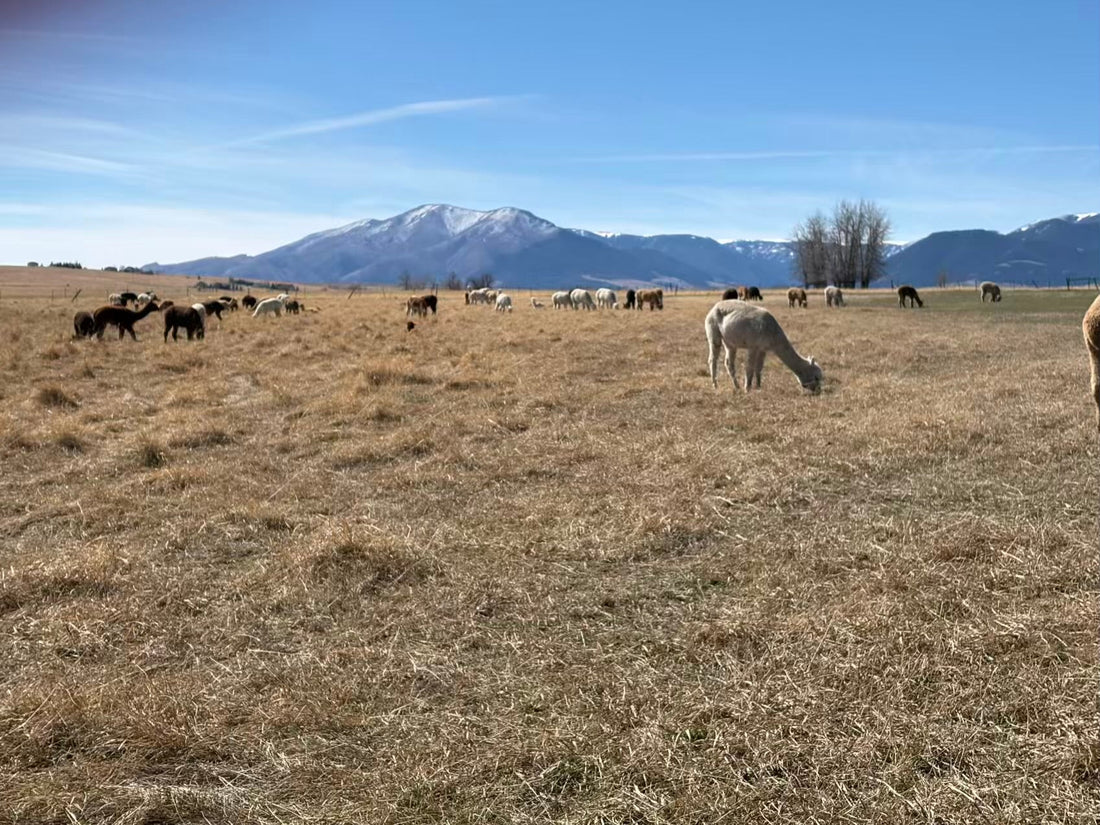 Spring Pasture Patrol: When Alpacas Know the Season Has Changed