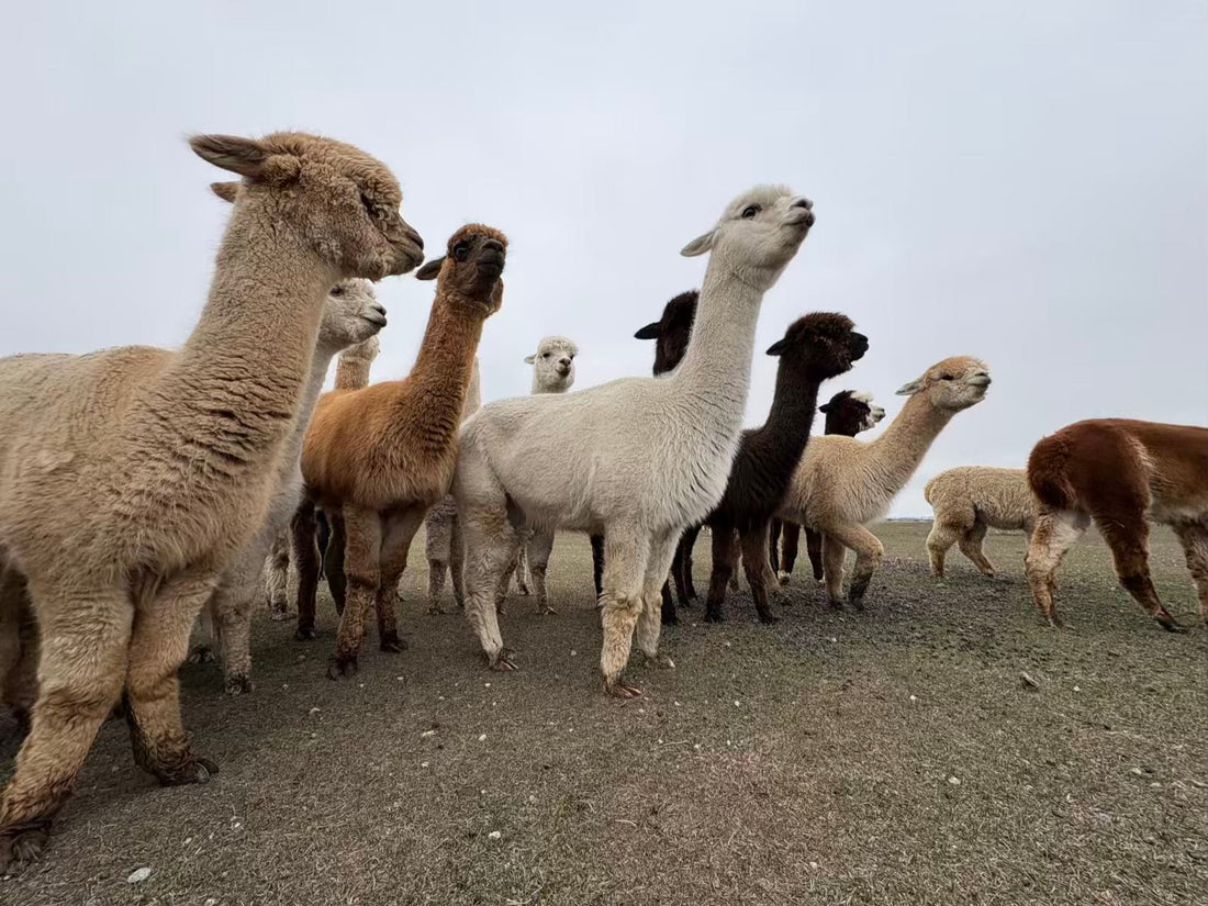 Why Spring Makes Shearing Easier