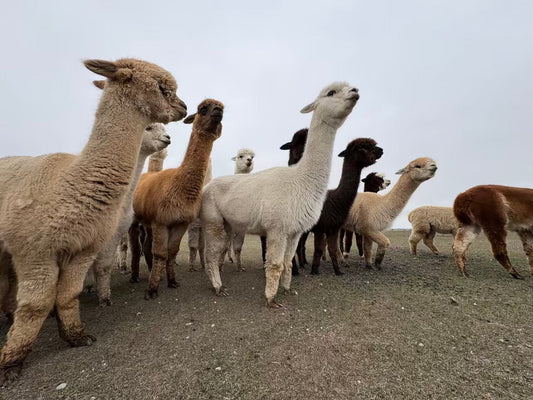 Why Spring Makes Shearing Easier