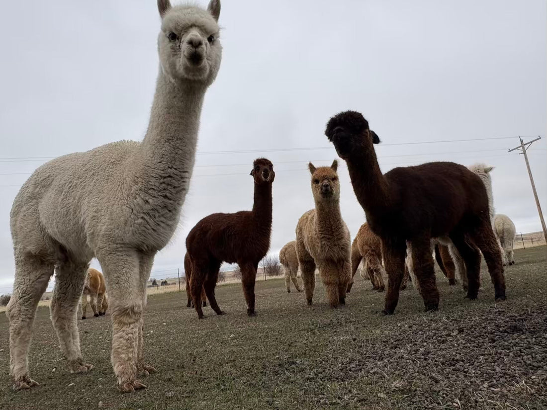 Spring Swings and Adaptable Alpacas