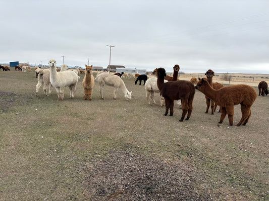 The Quiet Choreography of the Spring Herd