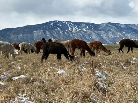 Greener Fields, Snowy Surprises, and Shearing Season Ahead