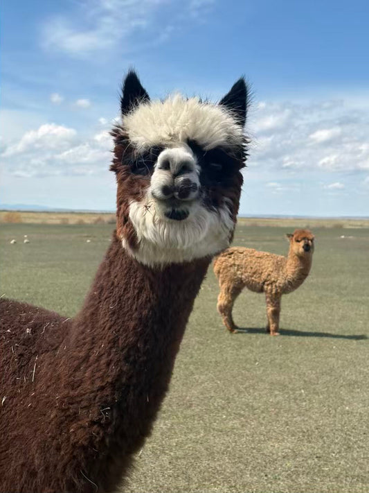 The Great Alpaca Shearing Standoff of 2026