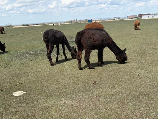 The Difference a Shearing Makes