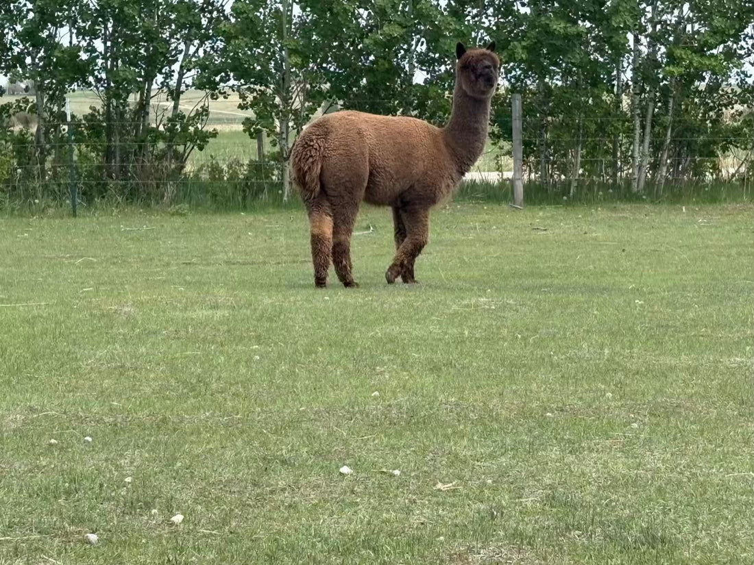 Warm Days, Waiting Alpacas, and Sharpened Shears