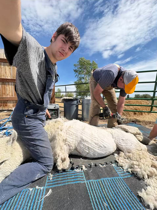 Warm Weather, Busy Clippers, and Some Very Fluffy Boys