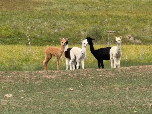 The Crias Are Becoming Part of the Herd