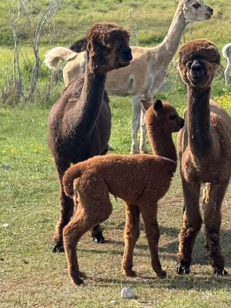 Learning to Be an Alpaca: How Crias Fit Into the Herd