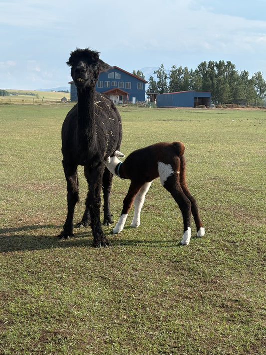 From Mom’s Milk to Pasture: How Baby Alpacas Learn to Eat