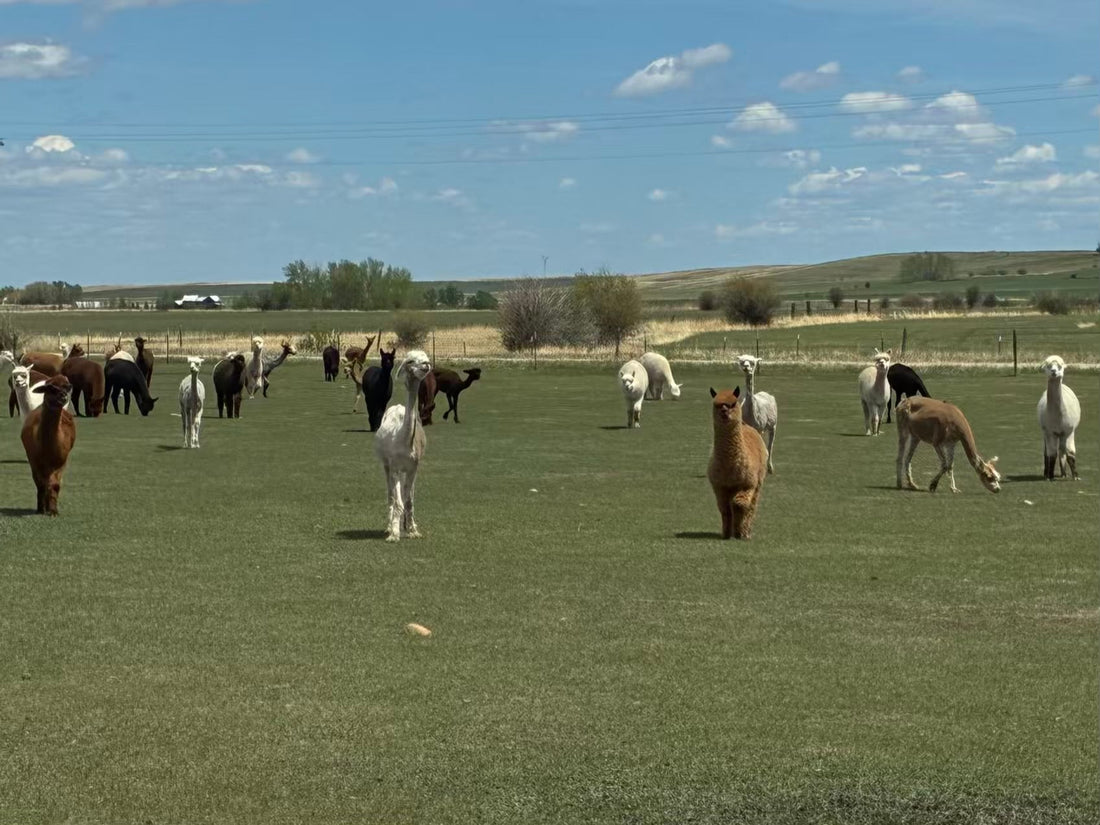 Rainy Days, Green Fields, and Ready-for-Shearing Alpacas