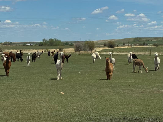 Rainy Days, Green Fields, and Ready-for-Shearing Alpacas
