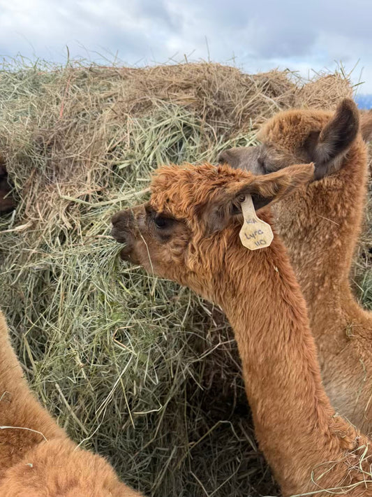 Alpacas enjoying their hay.