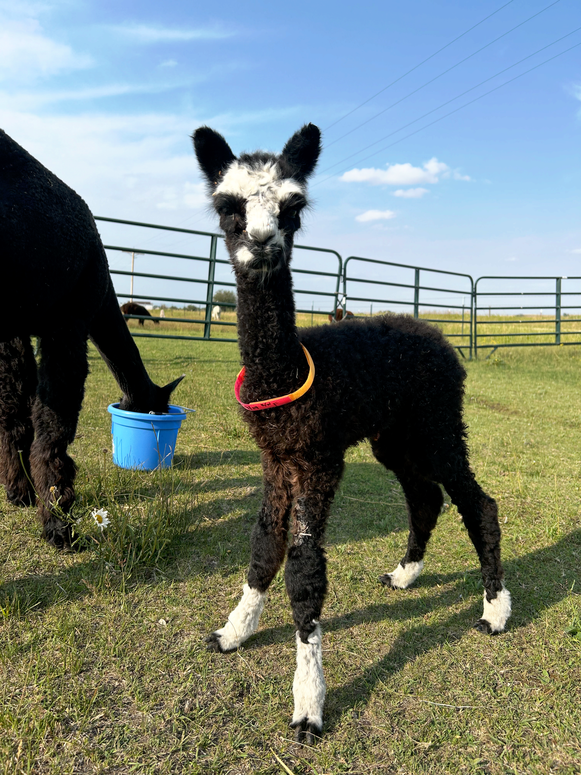 Family-Friendly Alpaca Ranch Tours in Montana | Sentinel Ranch