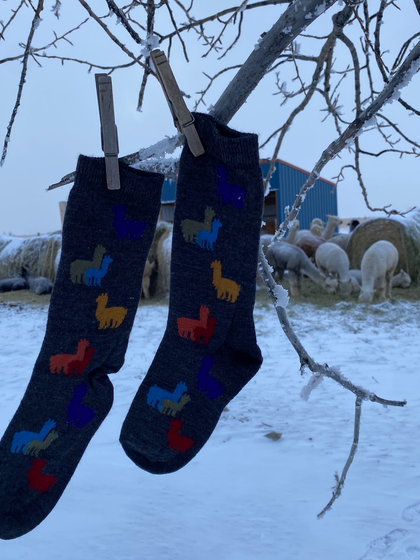 Rainbow Alpaca Herd Sock | NEW