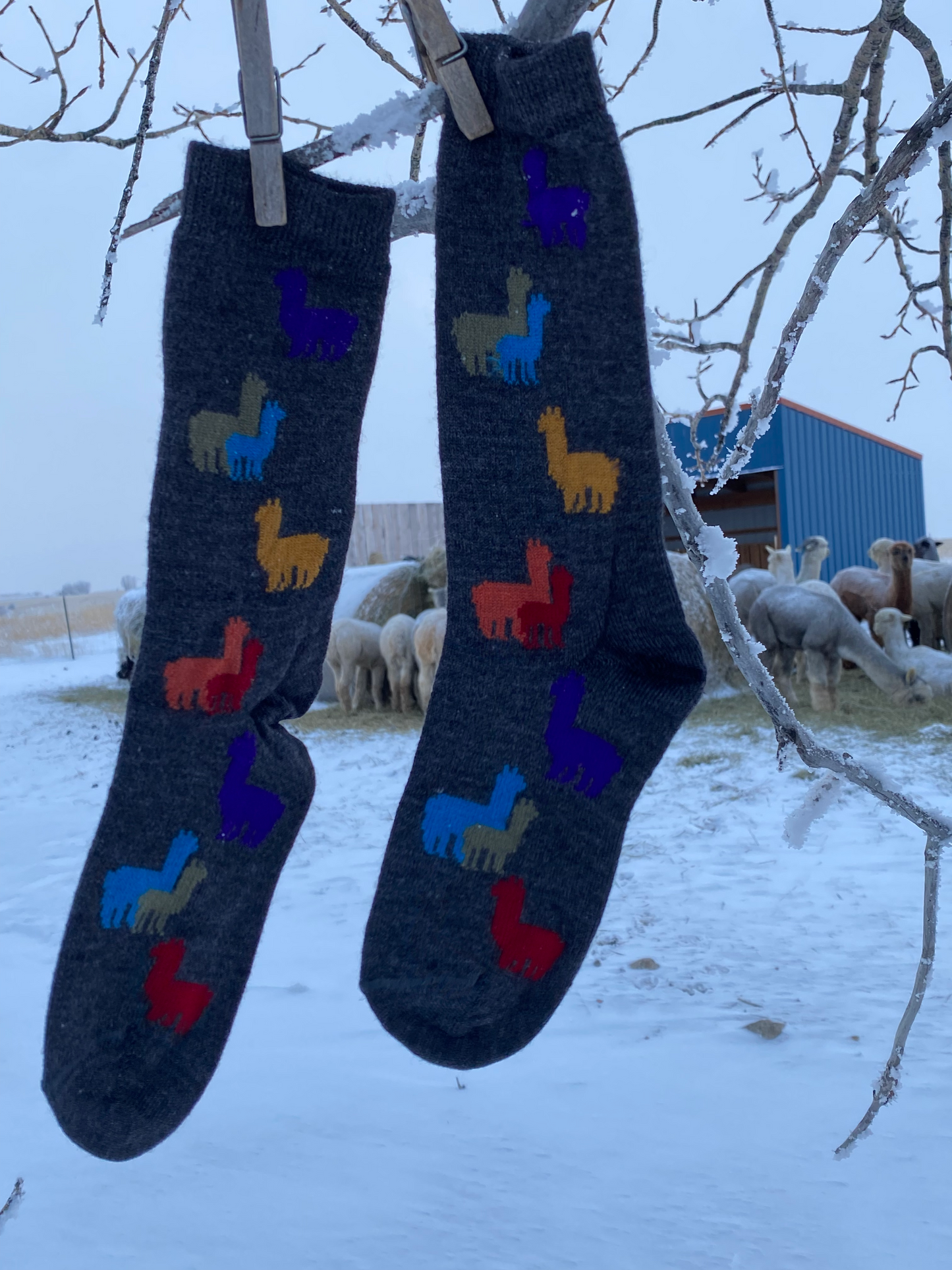 Rainbow Alpaca Herd Sock | NEW