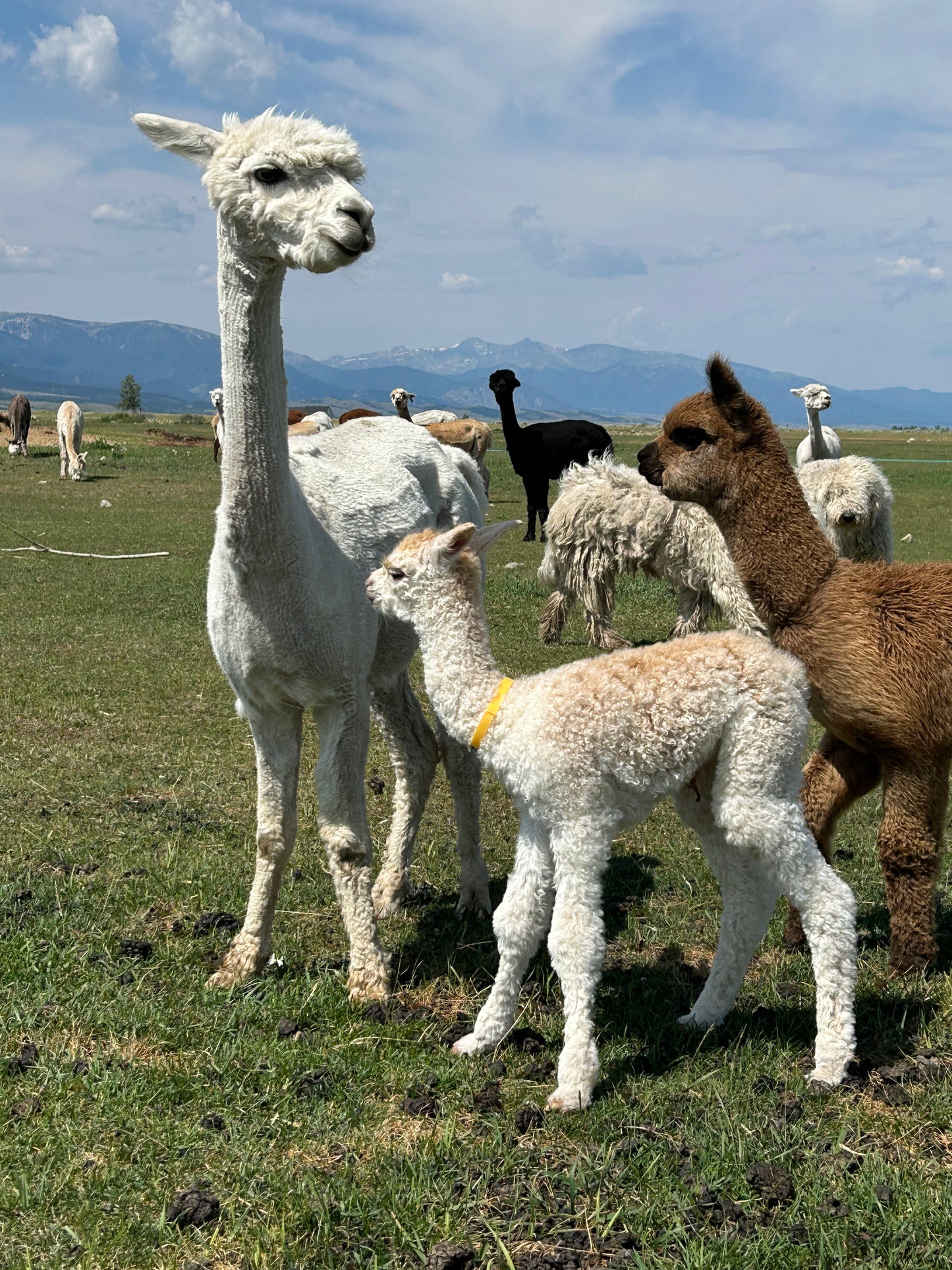 Adopt a Cria – Sentinel Ranch Alpacas